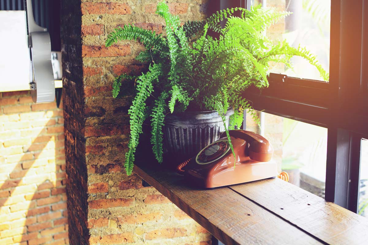 fern plant in old house