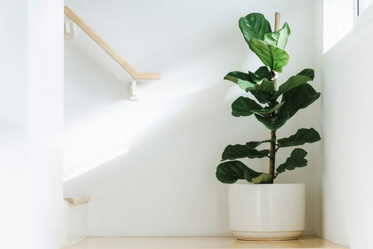 fiddle leaf fig tree plant in a stairwell by a window