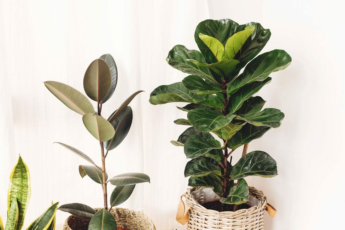 fiddle leaf fig plant with rubber tree and snake plant