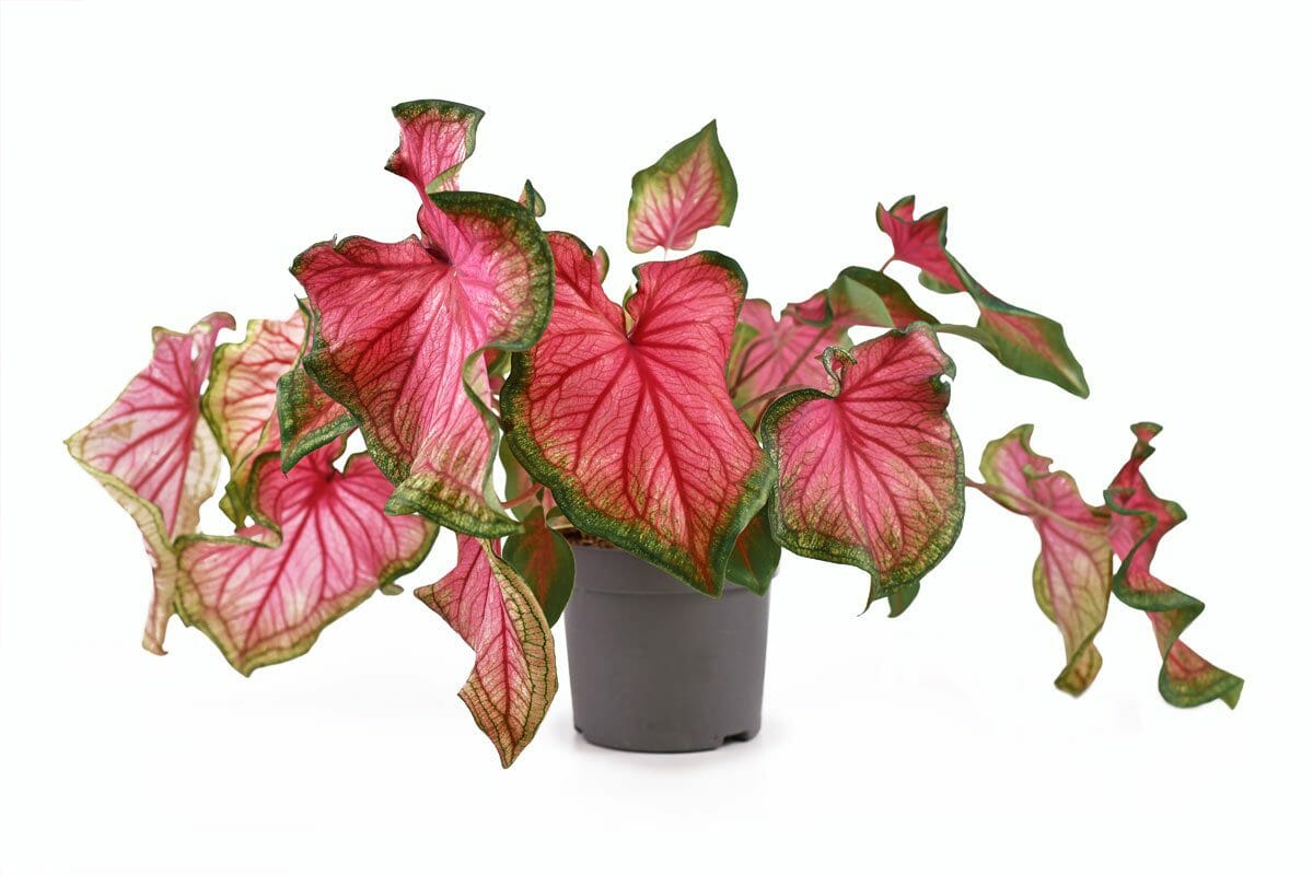 Florida sweetheart caladium plant 