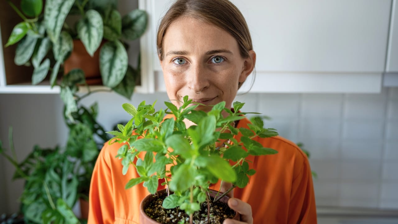 Top 10 Indoor Plants To Purify Air, According to NASA Expert - houseplant ss2438839635