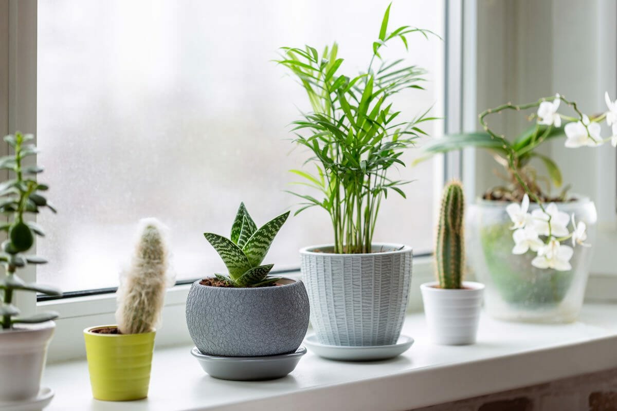 houseplants during winter
