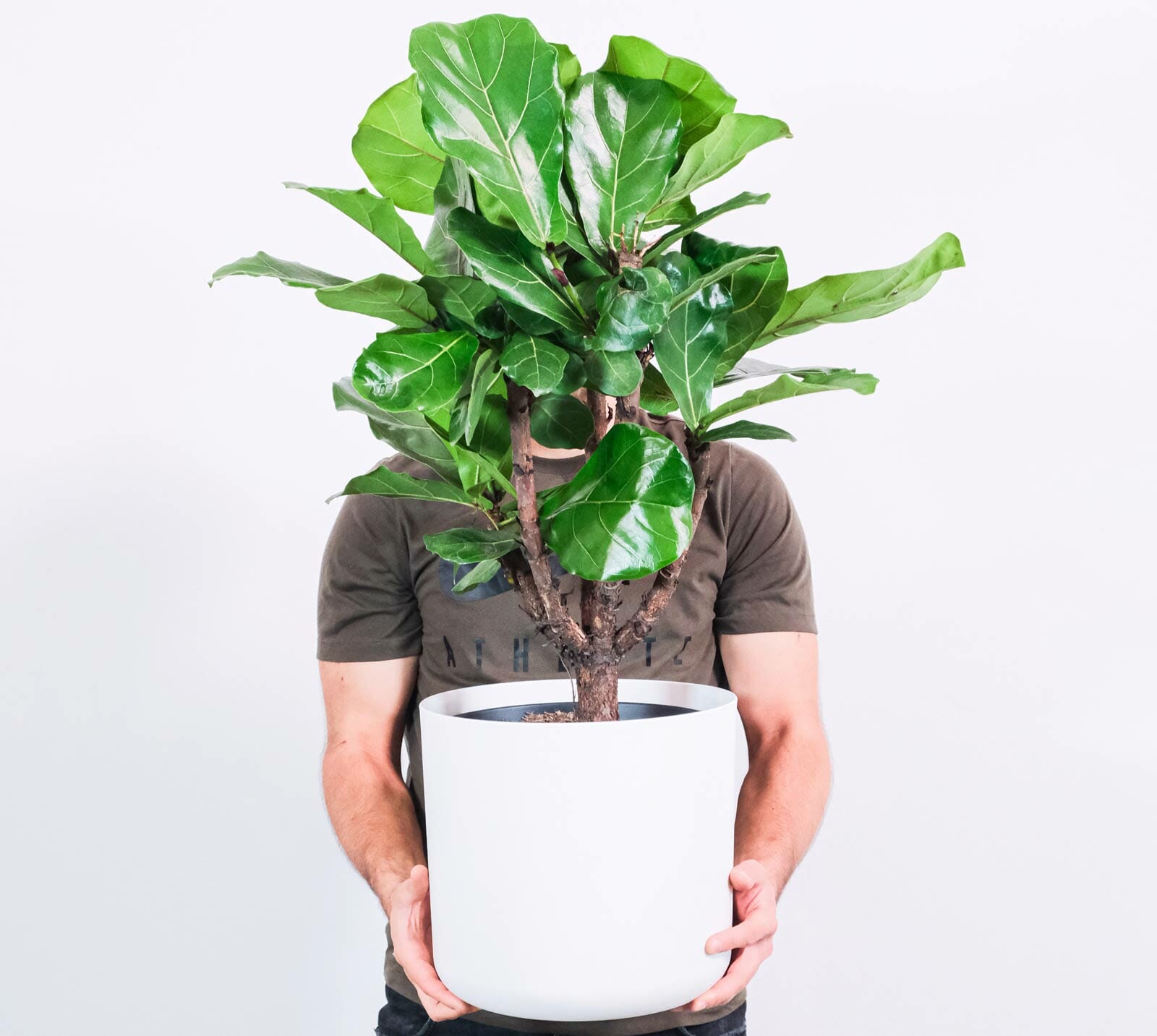 man holding a fiddle leaf fig tree plant
