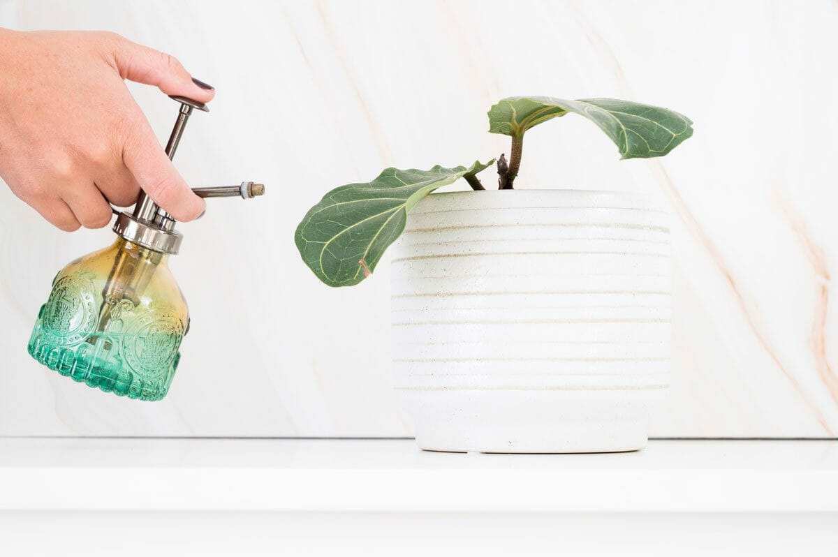 misting a fiddle leaf fig plant