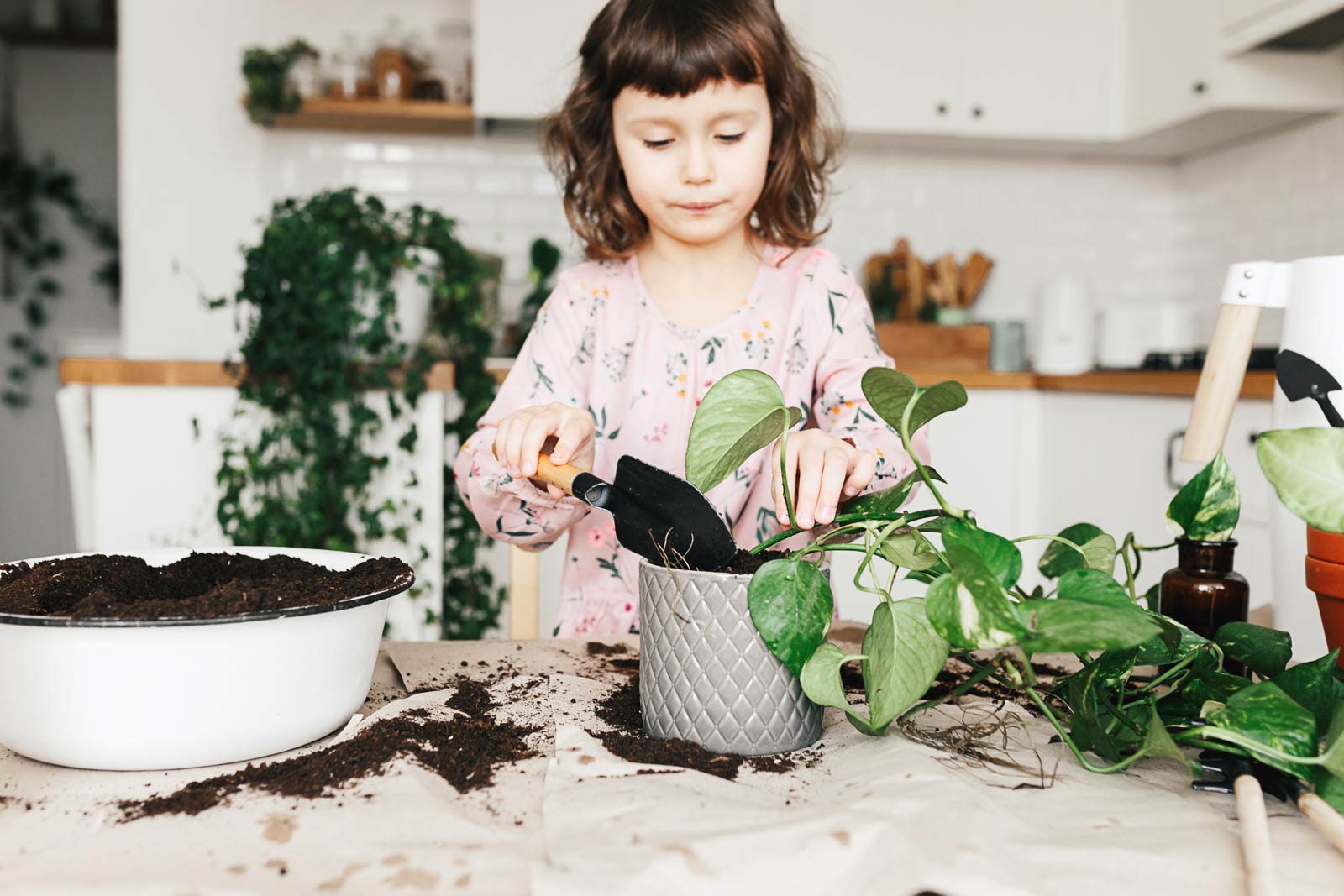 girl mixing different pothos varieties in one pot