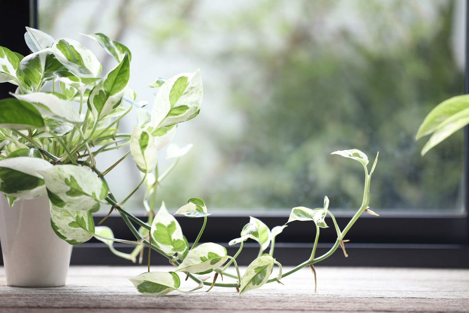 pearls and jade pothos plant on a wooden table.