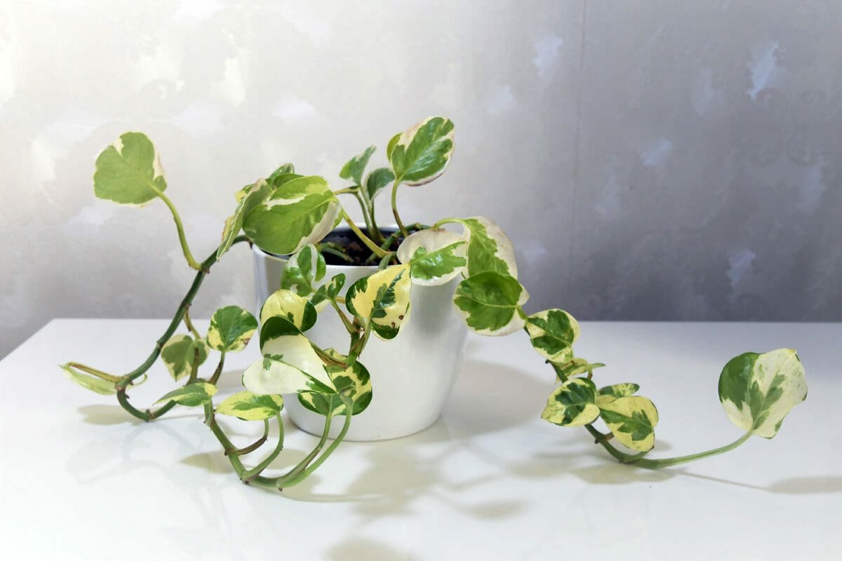pearls and jade pothos plant on white table.