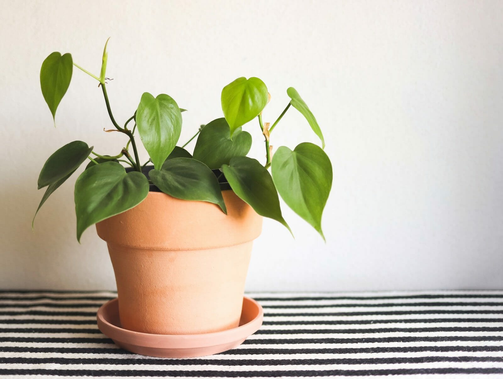 philodendron heart leaf plant easily confused with pothos
