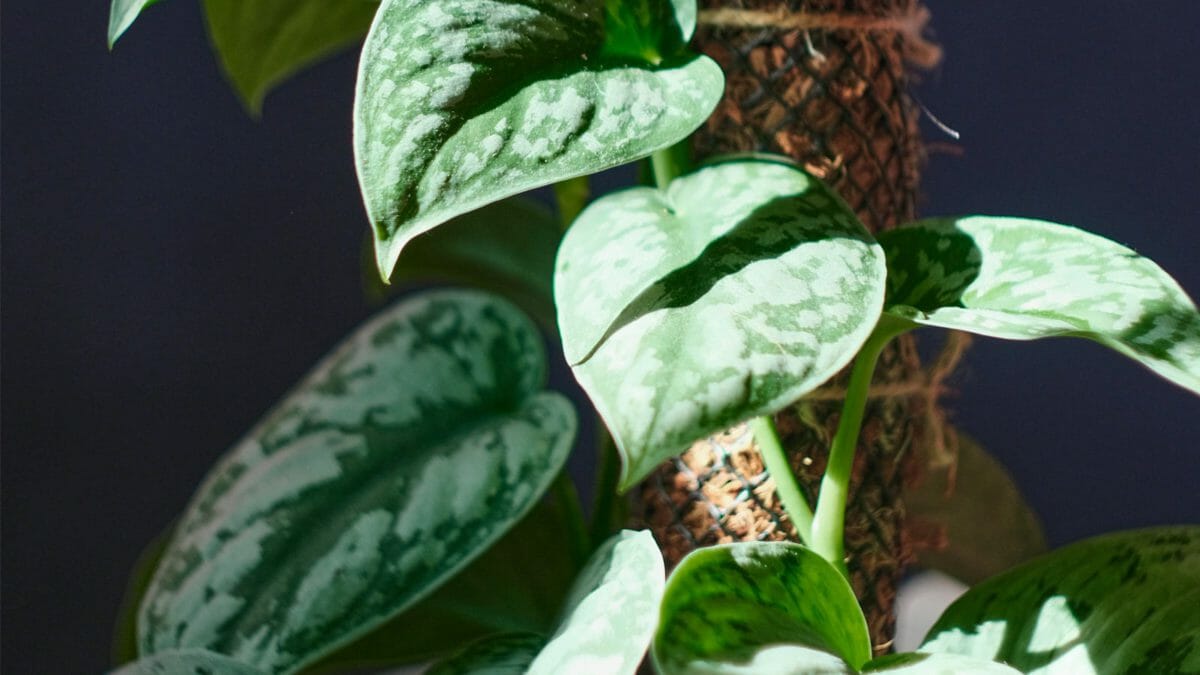 pothos plant climbing a moss pole