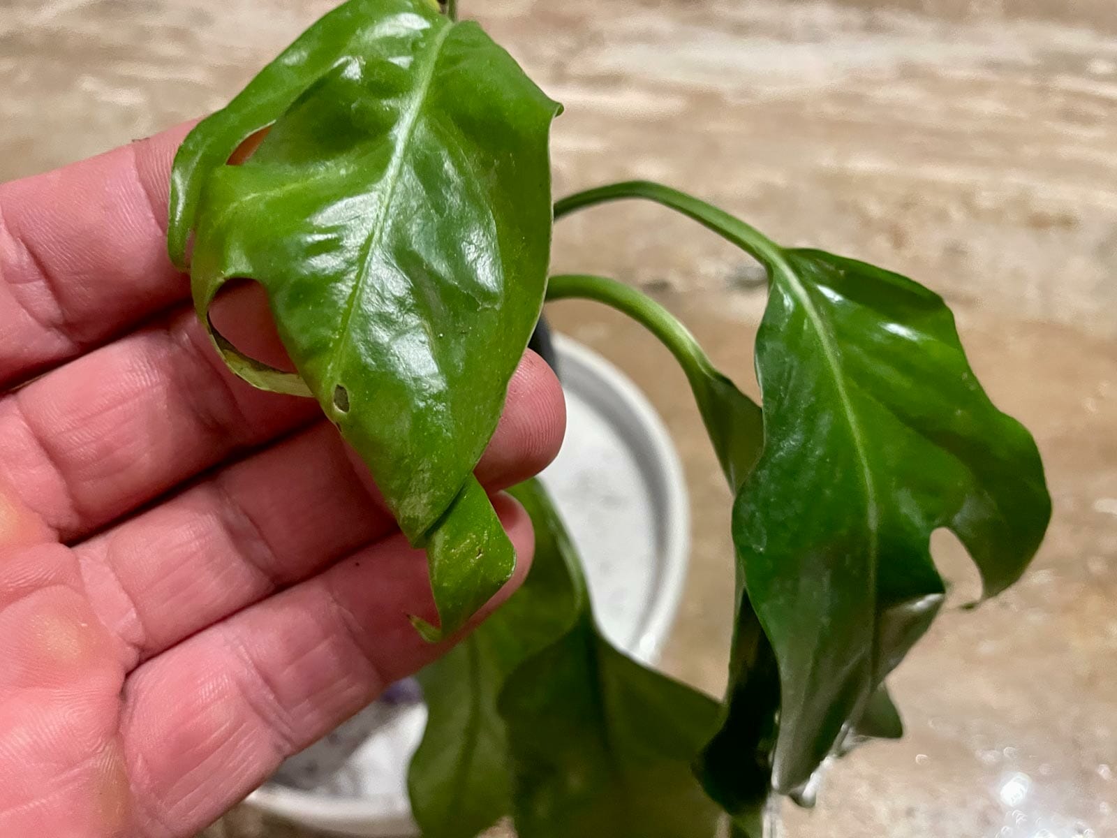 pothos plant with leaves curling inwards.