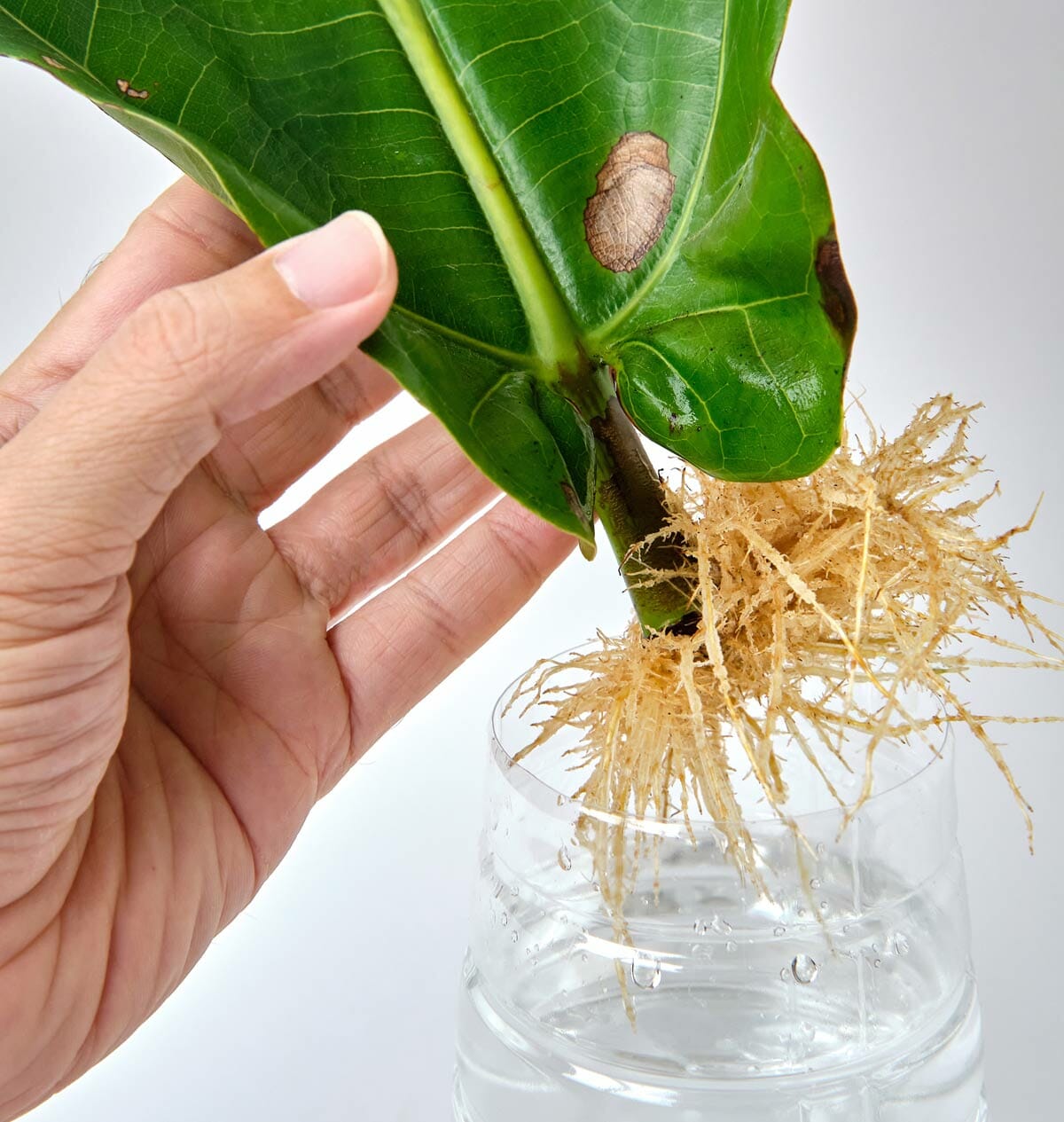 propagating fiddle leaf fig plants