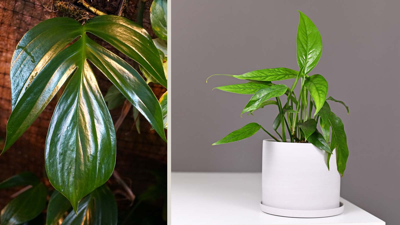 rhaphidophora decursiva vs Epipremnum pinnatum plant
