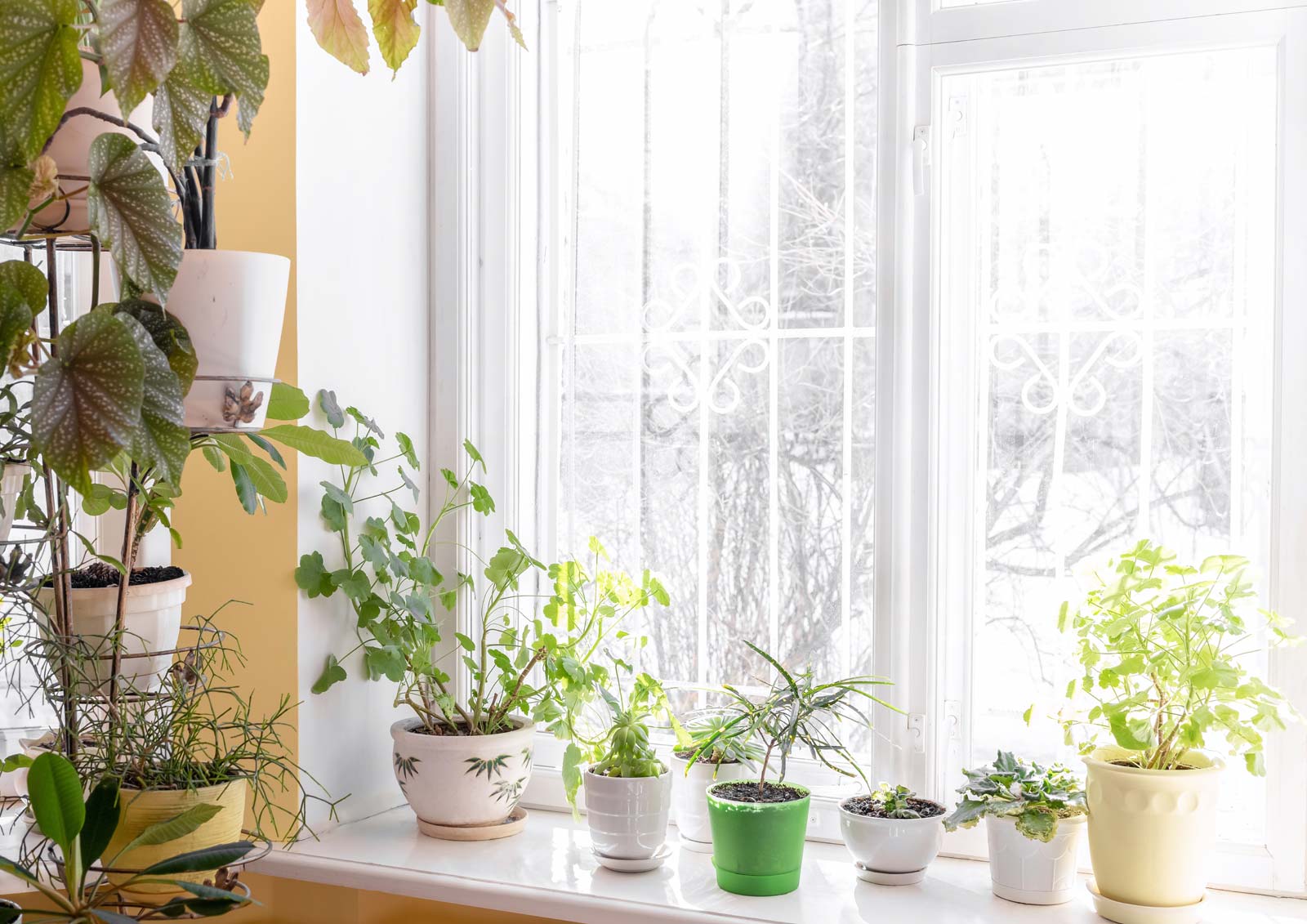 home showing winter houseplant care.