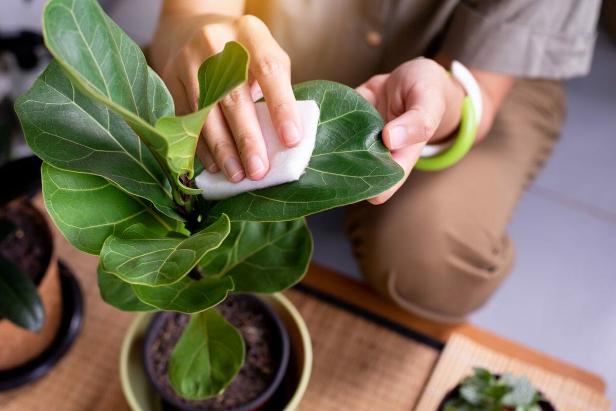 wiping leaves of a fiddle leaf fig tree plant