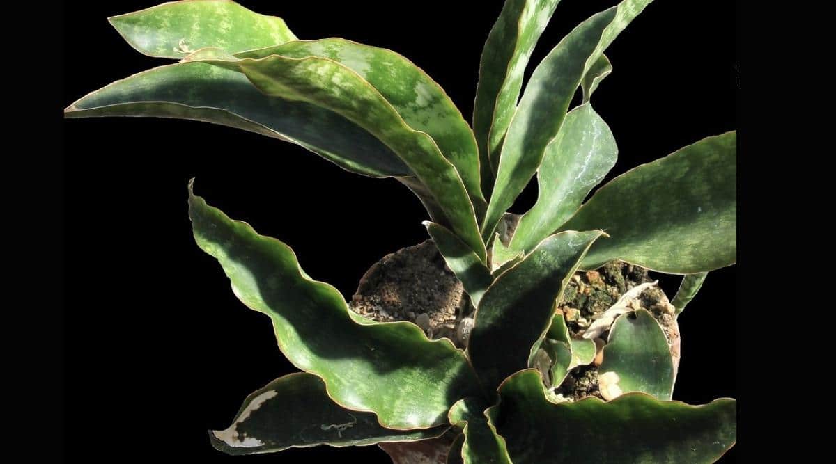 Sansevieria longiflora 
