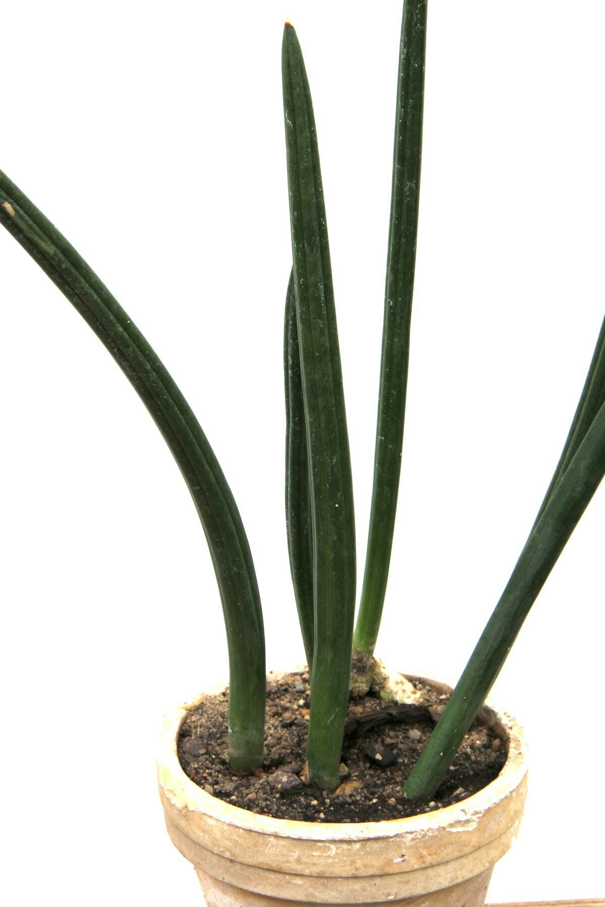 Yoat’s Horn (Dracaena Canaliculata)