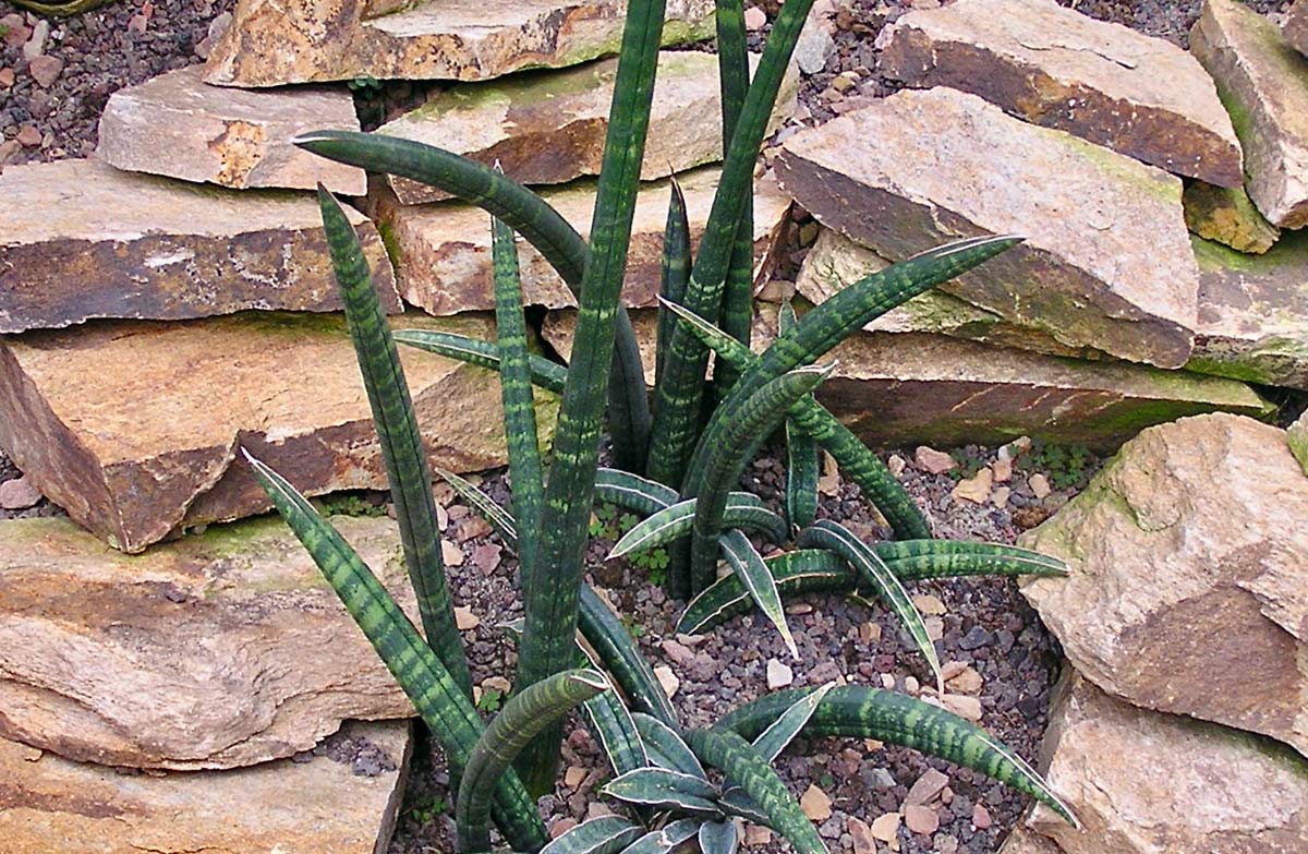 Fischer Singularis Dracaena (Dracaena Fischeri) growing outdoors
