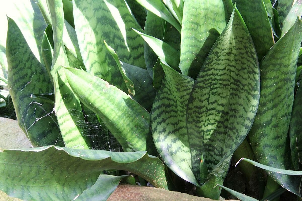 Dracaena Liberica snake plant