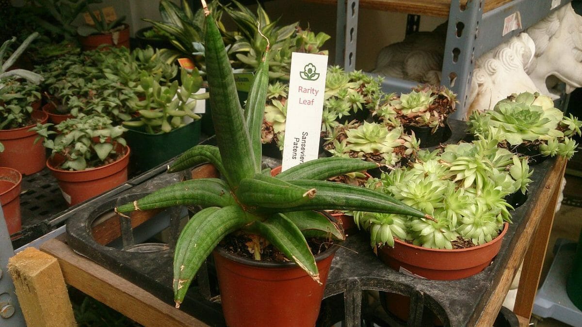 dracaena patens type of snake plant