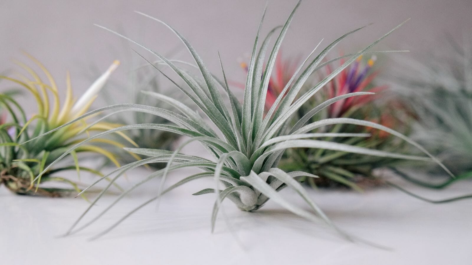 Even the Blackest of Thumbs Can Care for These 10 Houseplants - air plant MSN