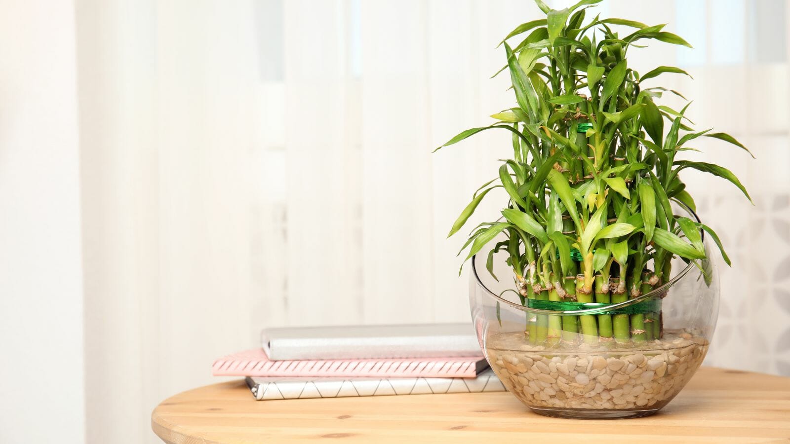 Even the Blackest of Thumbs Can Care for These 10 Houseplants - bamboo MSN