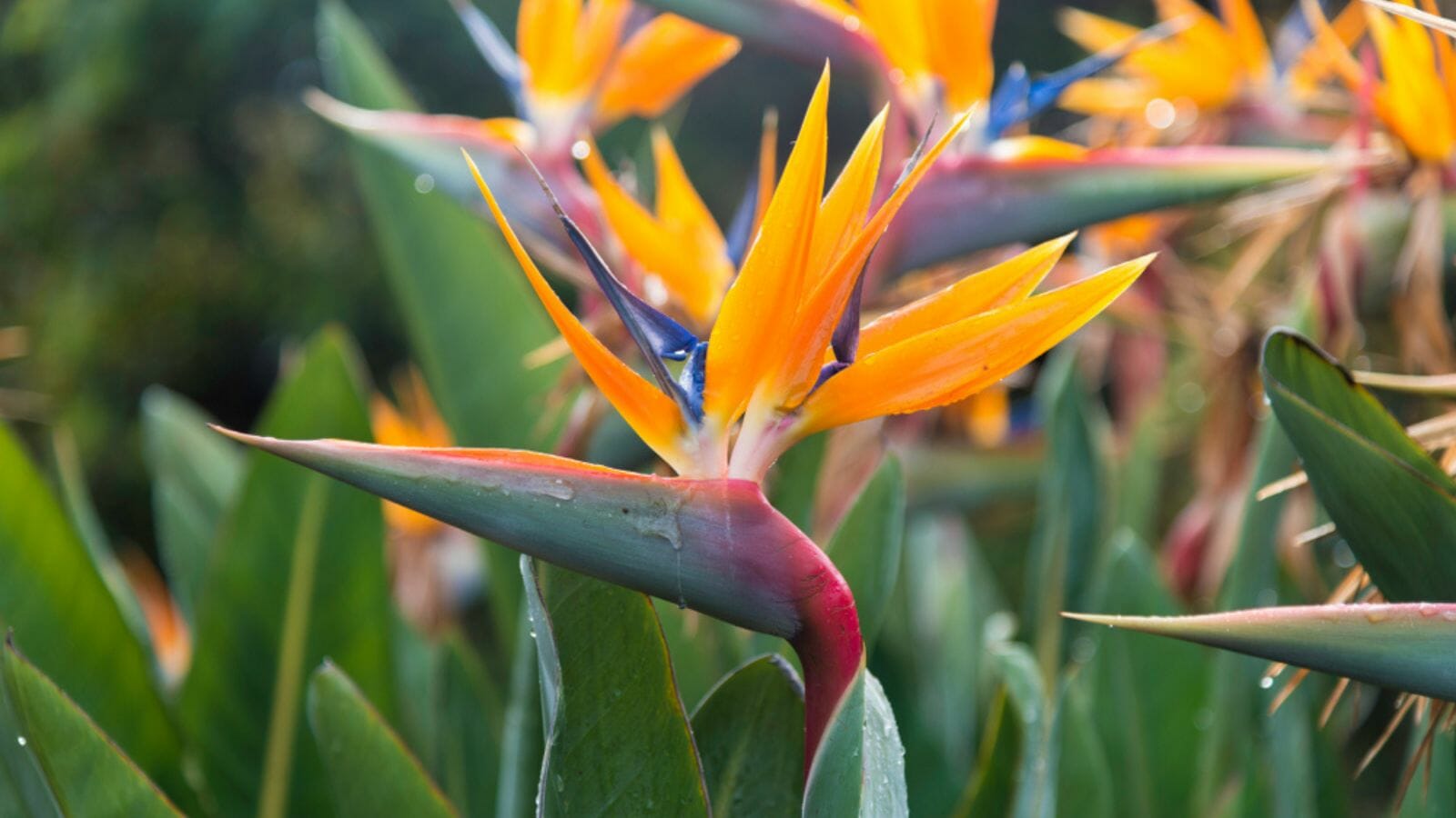 Even the Blackest of Thumbs Can Care for These 10 Houseplants - bird of paradise MSN