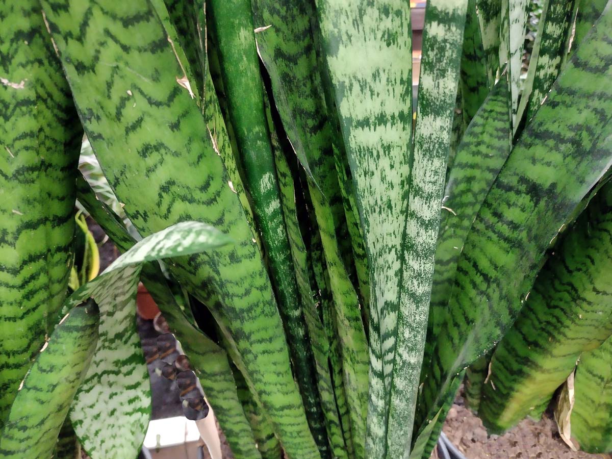 ceylon bowstring hemp snake plant variety