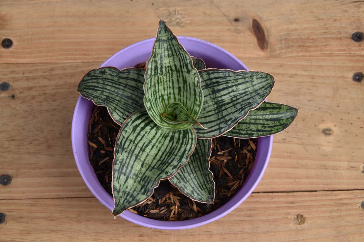 Cleopatra Dracaena (Dracaena Cleopatra) type of snake plant in purple pot