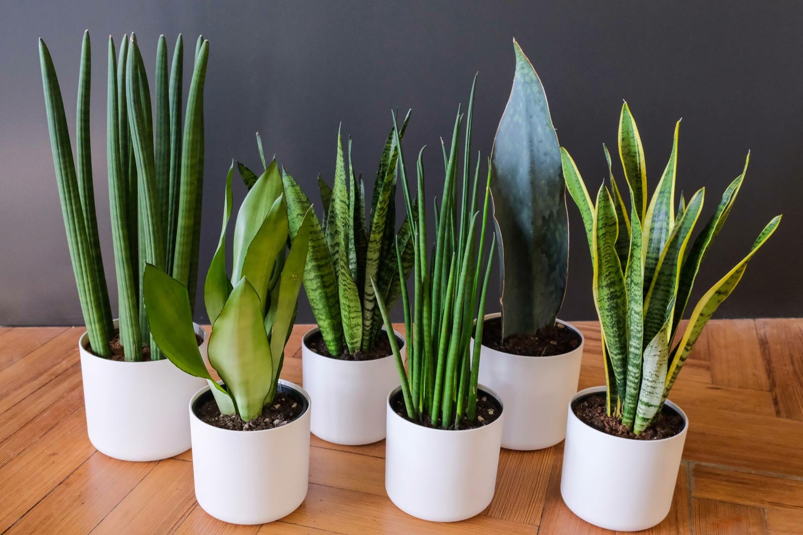 group of snake plant varieties