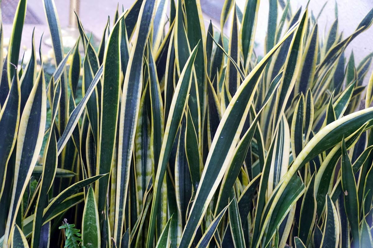 dracaena trinciata black gold snake plant