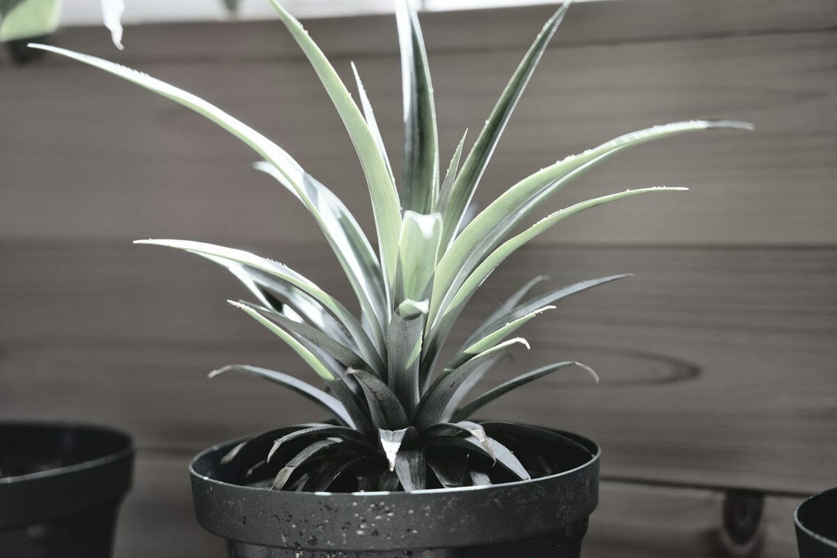 dracaena cincinna snake plant varieties 
