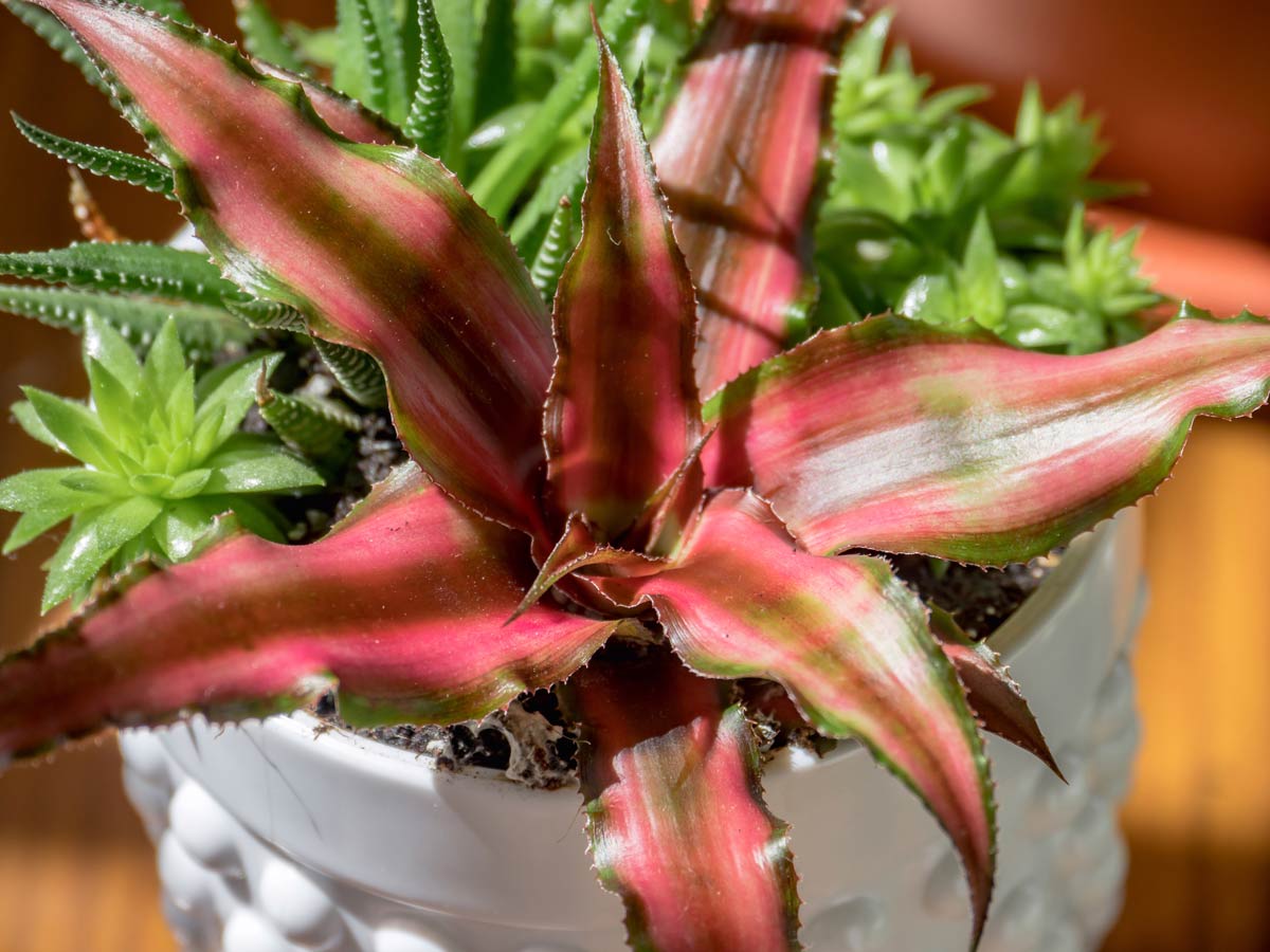 earth star plant Cryptanthus bivittatus in white pot