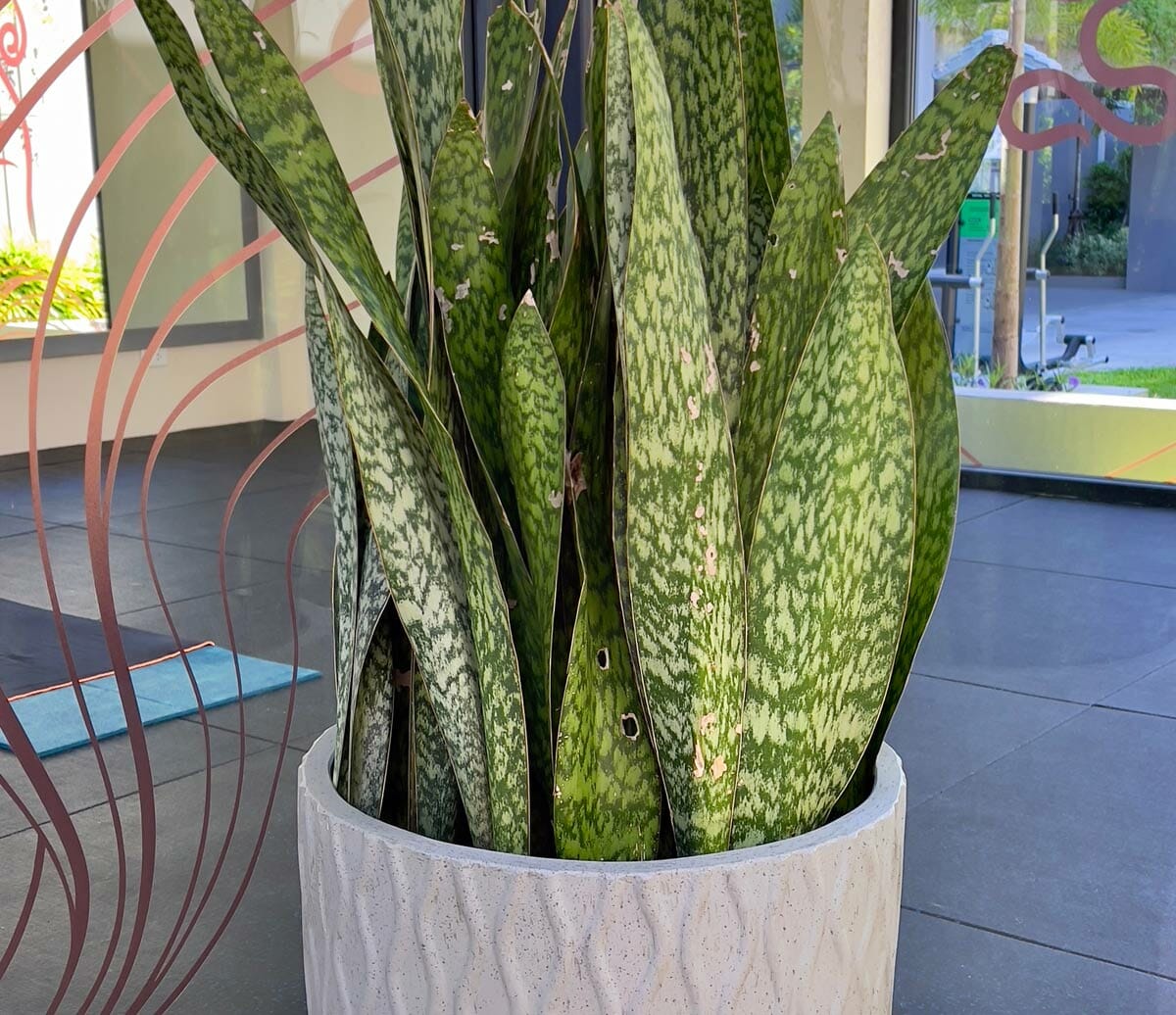 Father-in-Law’s Tongue (Dracaena Aubrytiana