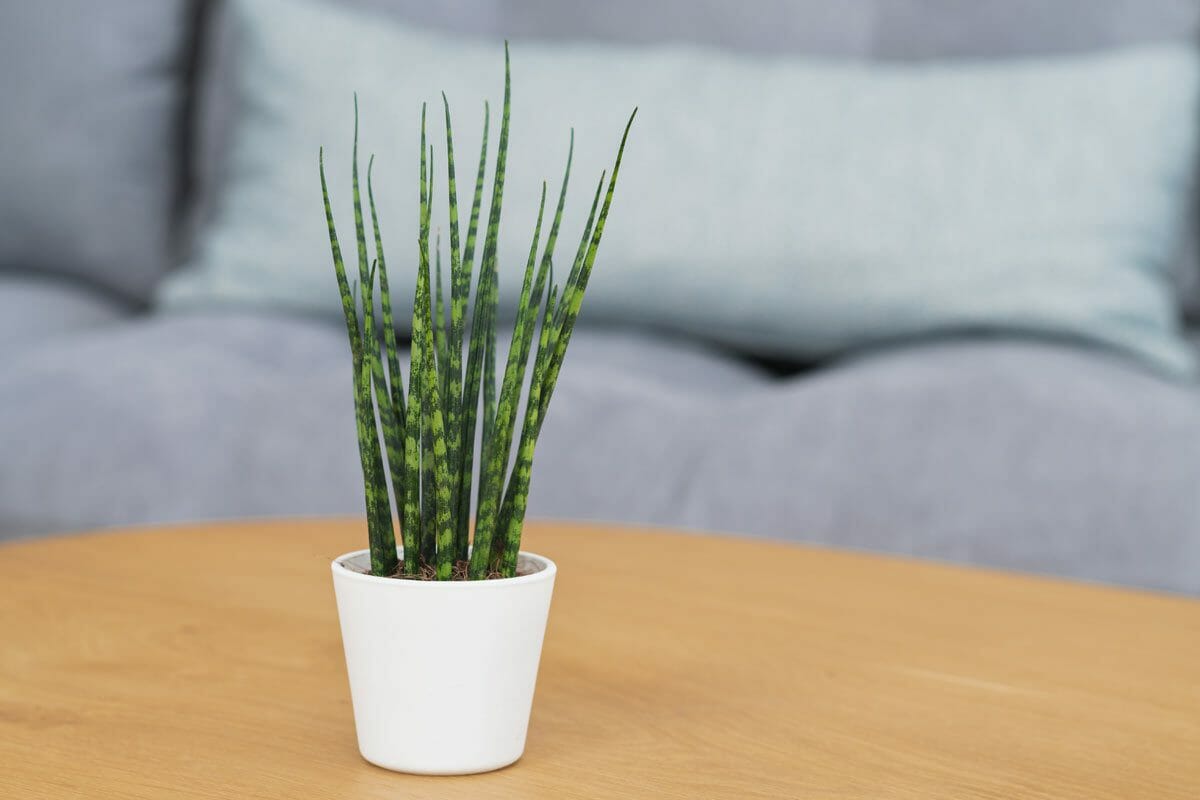 fernwood mikado type of snake plant in a white pot