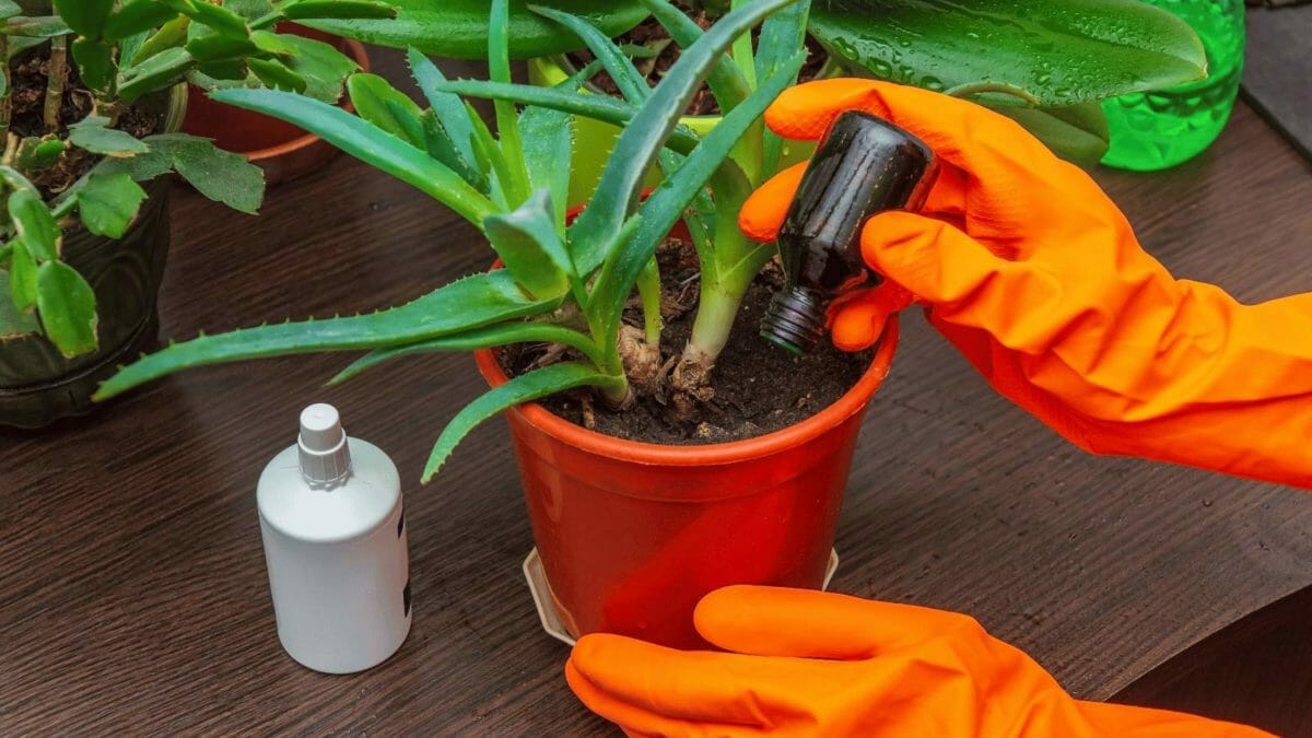 fertilizing a houseplant