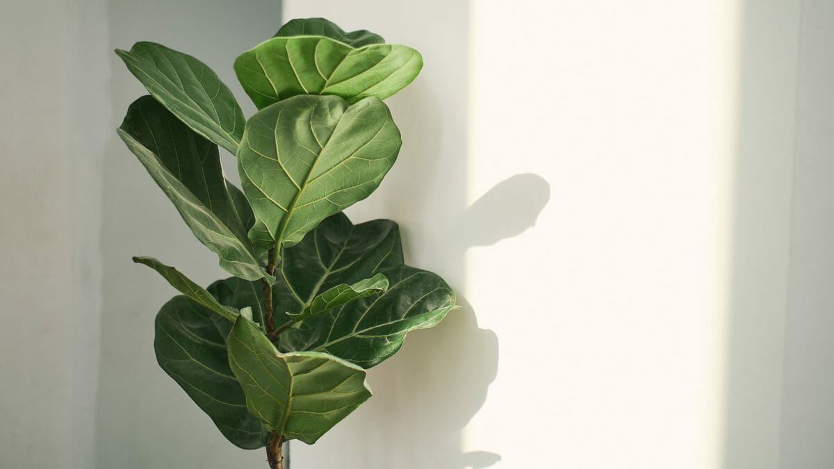 18 Low-Maintenance Houseplants That Will Survive Almost Any Condition - fiddle leaf fig MSN