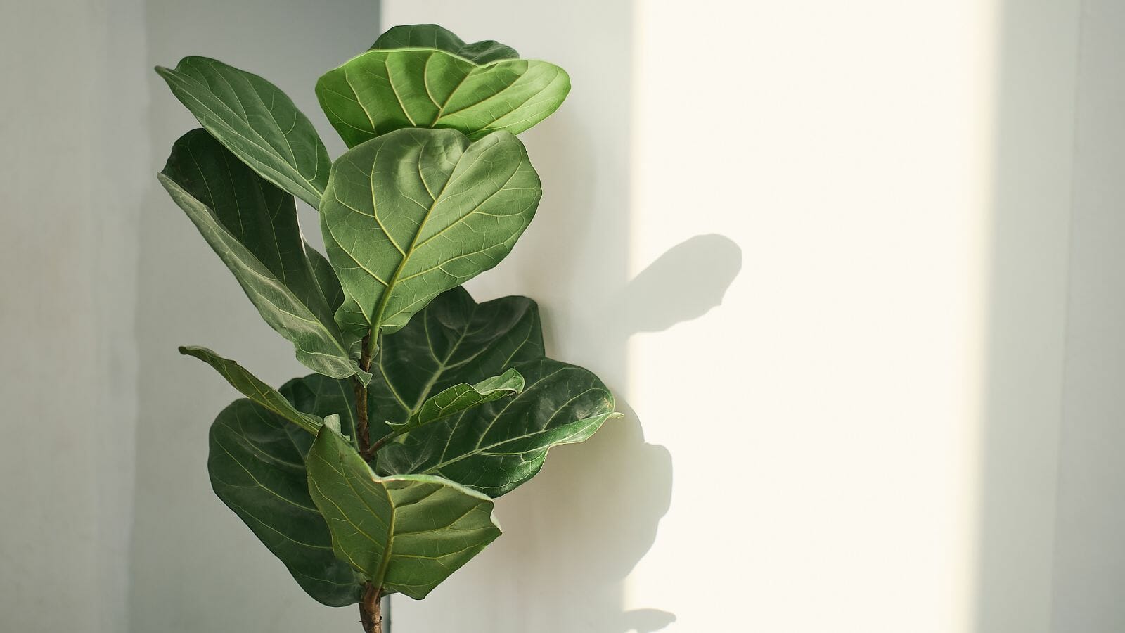 Even the Blackest of Thumbs Can Care for These 10 Houseplants - fiddle leaf fig MSN