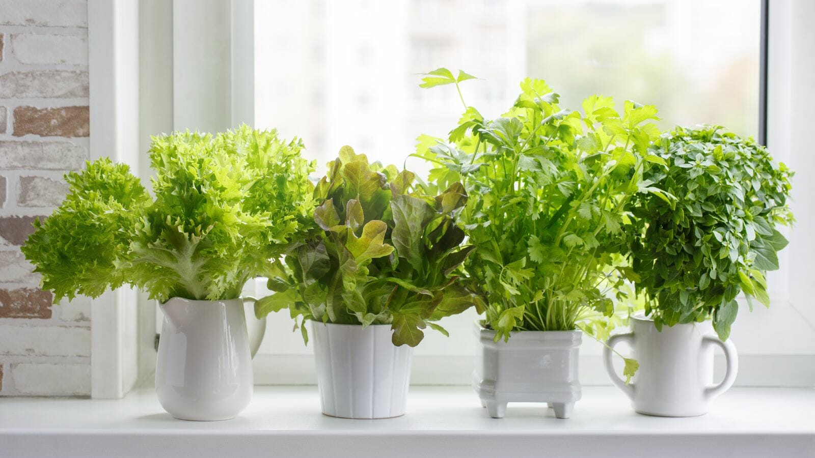Even the Blackest of Thumbs Can Care for These 10 Houseplants - indoor herbs MSN