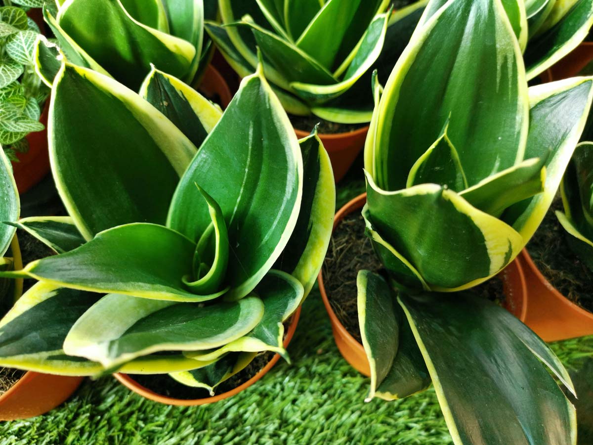 Jade Marginata (Dracaena Trifasciata ‘Jade Pagoda’)