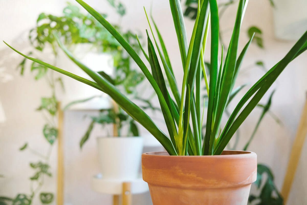 kenya hyacinth snake plant variety in a terra cotta pot