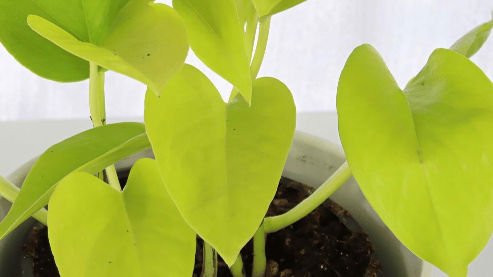 lemon lime pothos plant in white pot