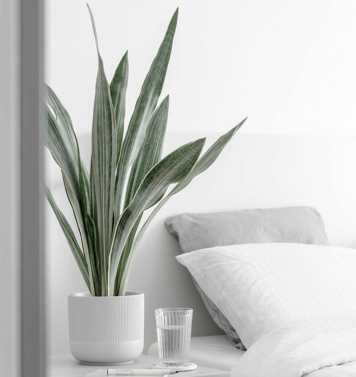 Metallica Siam Silver (Dracaena Metallica) in gray home decor