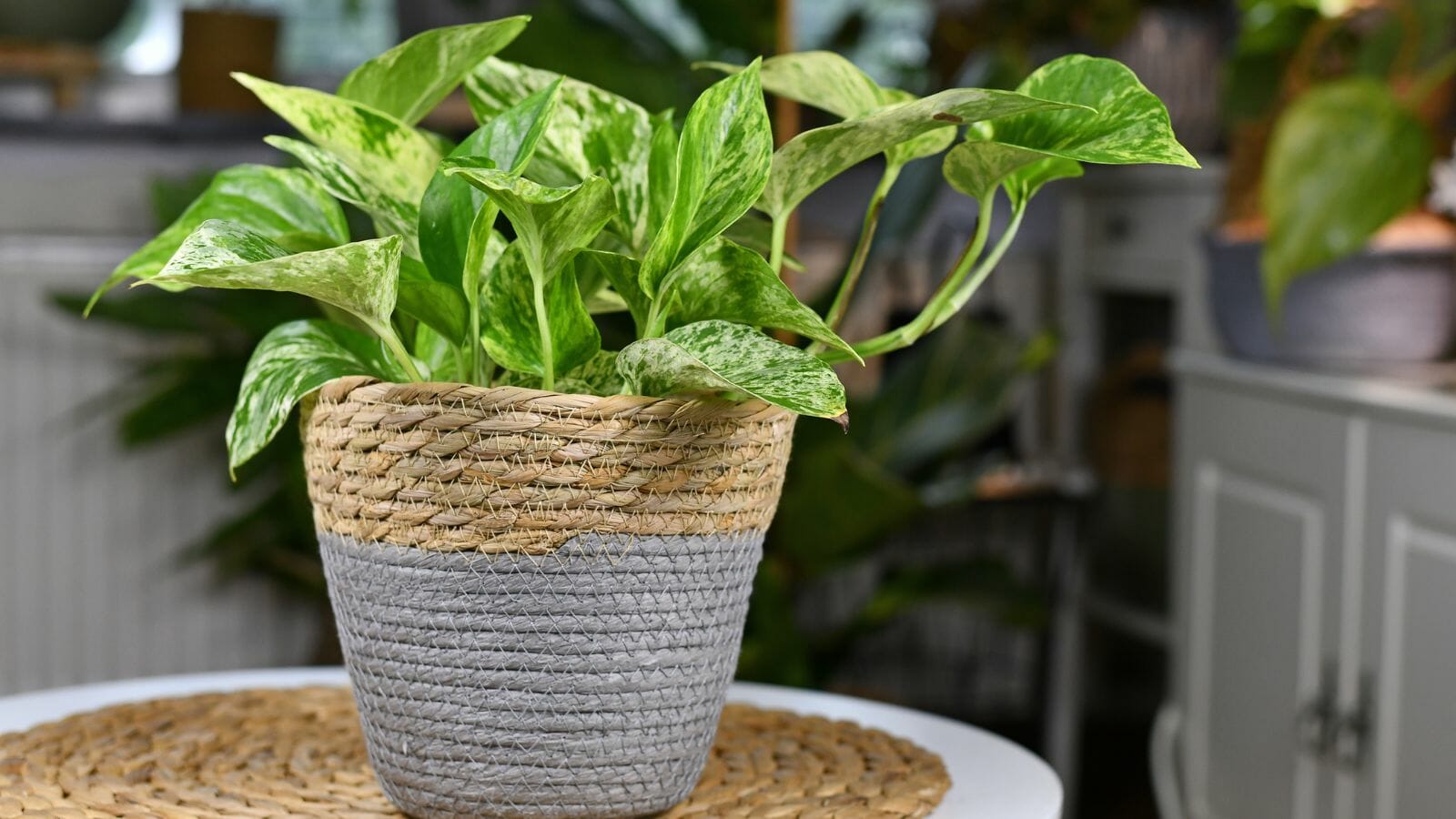 Even the Blackest of Thumbs Can Care for These 10 Houseplants - pothos MSN