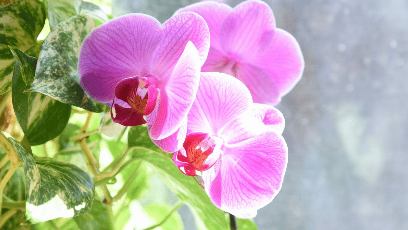 pothos flower bloom