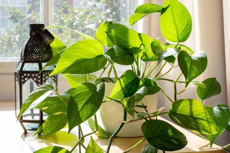 Devil's Ivy vs Pothos Differences & Truth Revealed(01)