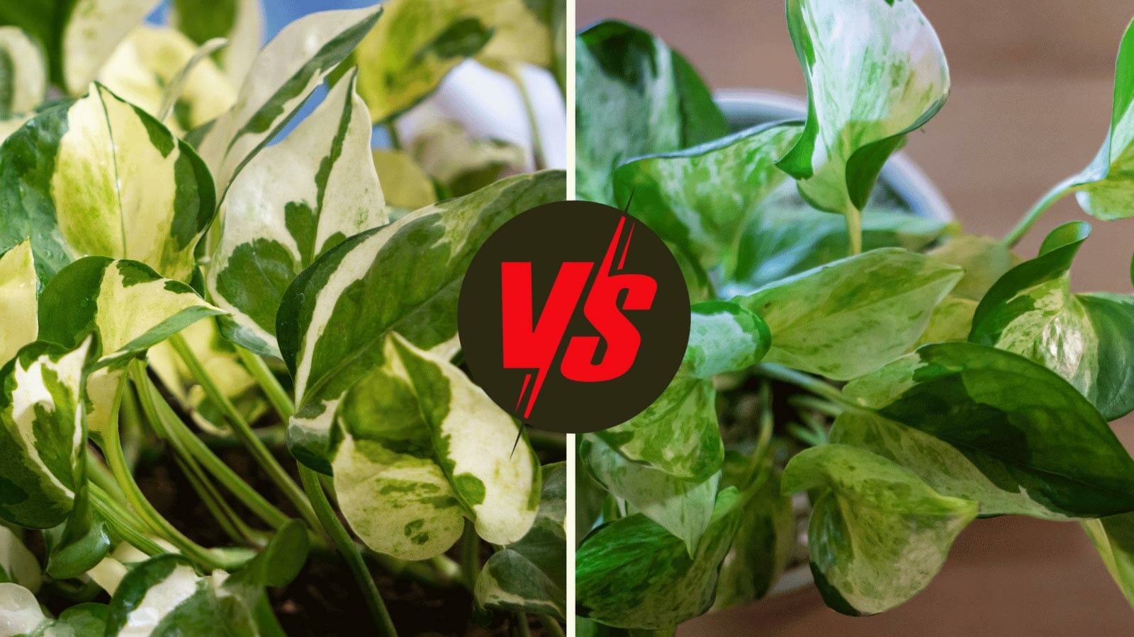 pothos n joy vs pearls and jade plants