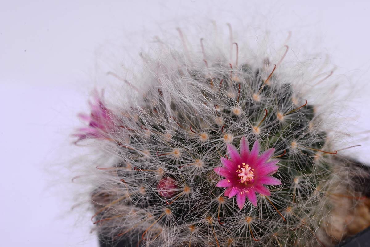 rosiflora powder puff cactus plant with rose-colored blooms