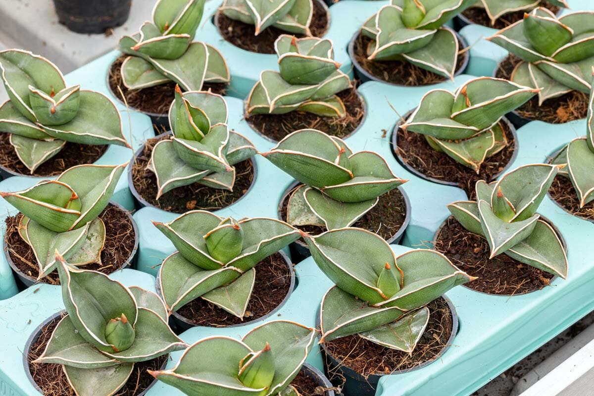 samurai dwarf snake plant variety