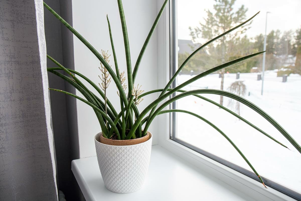 African Spear Dracaena or sansevieria cylindrica in a white pot by a window