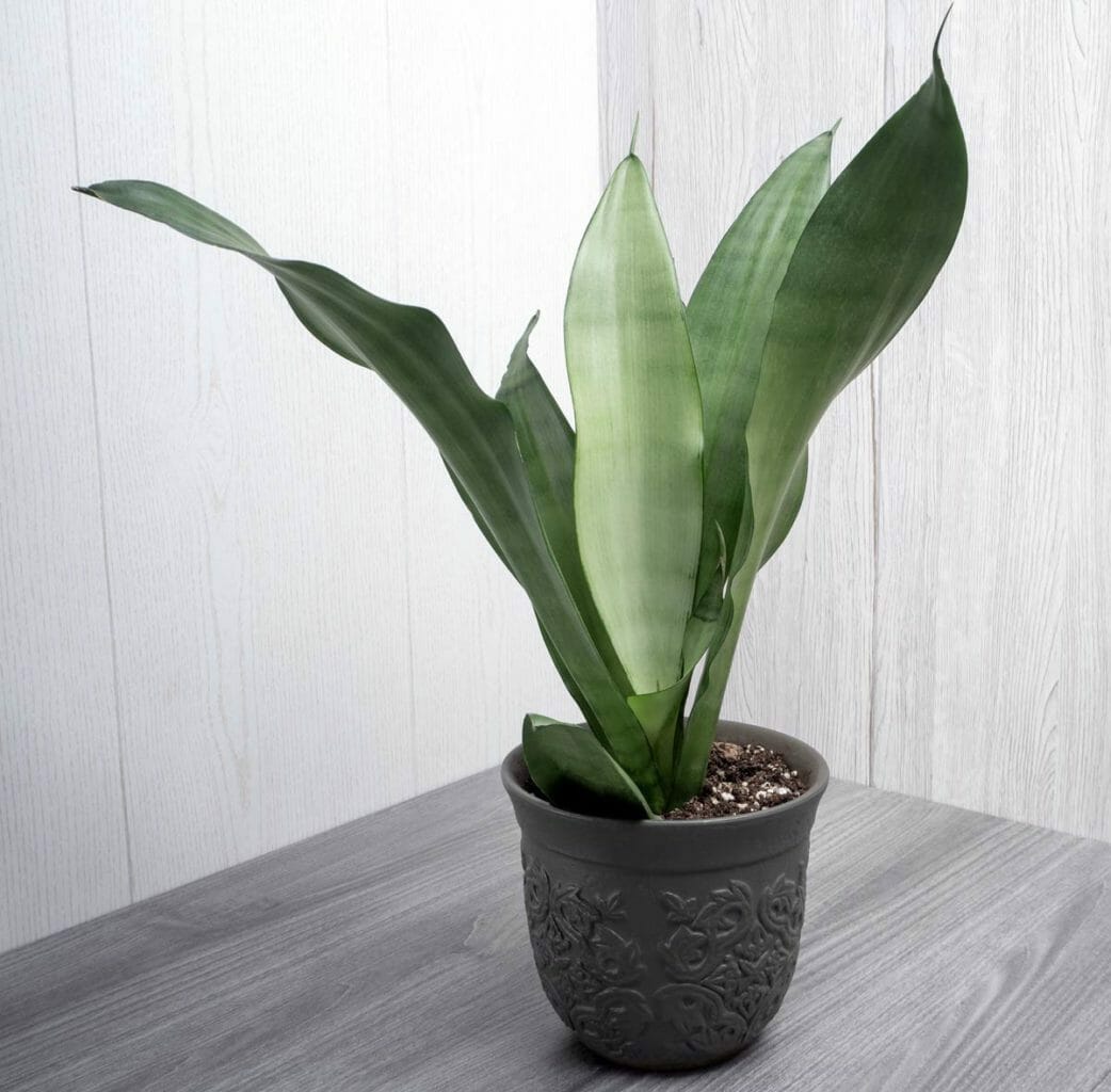 moonshine snake plant in pot
